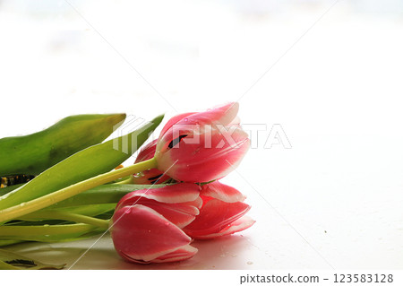 Spring tulips with a light background, drops on flower buds create a wonderful mood; 123583128