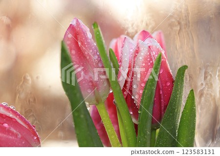 Spring tulips with a light background, drops on flower buds create a wonderful mood; 123583131