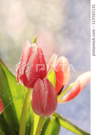 Spring tulips on a blurred light bokeh background, drops on flower buds create a wonderful mood; 123583132
