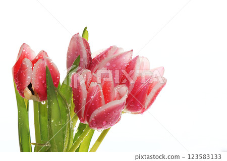 Spring tulips with a light background, drops on flower buds create a wonderful mood; 123583133