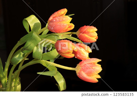 Flowers with drops on a black background, beautiful tulips with drops after the rain Flowers with drops on a black background, beautiful tulips with drops after the rain 123583135