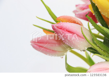 Spring tulips with a light background, drops on flower buds create a wonderful mood; 123583136