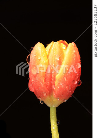Flower with drops on a black background, beautiful tulip with drops after the rain Flower with drops on a black background, beautiful tulip with drops after the rain 123583137