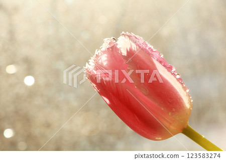 Spring flowers on a blurred light bokeh background, drops on flower buds create a wonderful mood; 123583274
