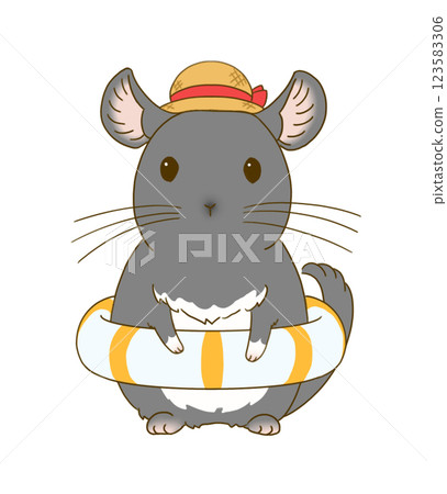 Chinchilla (Black Velvet) ready to swim 123583306