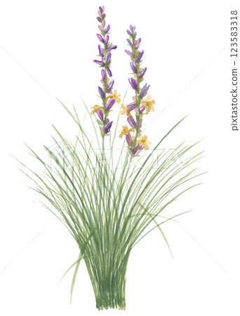 Watercolor painting of sedge 123583318