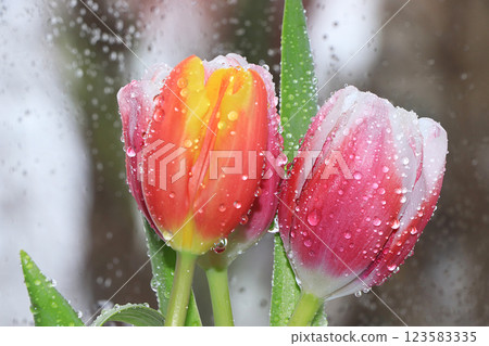 Tulips with drops on the background of rain, raindrops on wet glass, sad mood, the arrival of spring 123583335