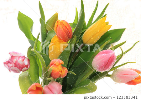 Spring tulips with a light background, drops on flower buds create a wonderful mood; Spring tulips with a light background, drops on flower buds create a wonderful mood; 123583341