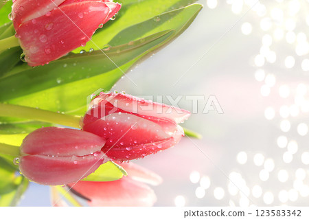 Abstract defocused flower composition, background, spring banner, selective focus. Bouquet of tulips with drops on a light background. Mother's day card, womens day, happy birthday, wedding, place for 123583342