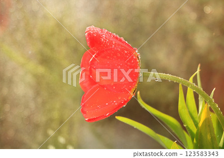 Spring blurred background with bokeh and tulip, abstract first flowers on bokeh background at sunset, delicate colors of flowers in the rays of the sun 123583343