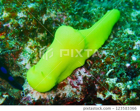 檸檬海參 Notodoris citrina，沖繩縣 123583366
