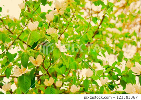 白蘋果花，烏茲別克布哈拉 123583367