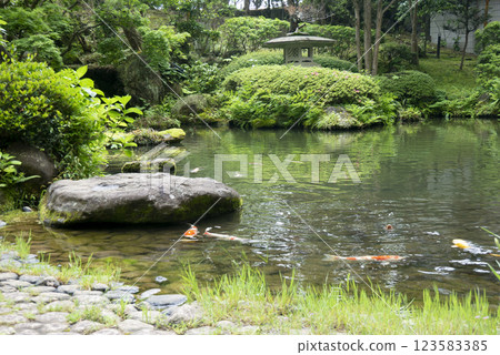 Japanese garden with swimming carp 123583385