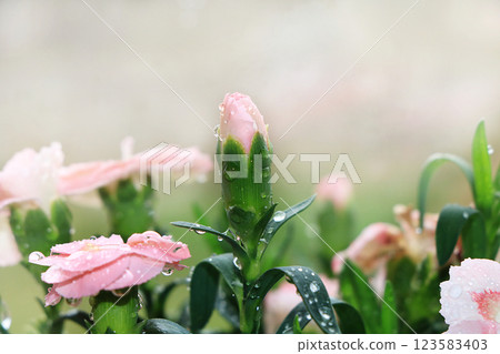 Spring blurred background with bokeh and carnations after rain in the garden, selective focus, abstract first flowers against the bokeh background at sunset, delicate colors of flowers in the rays of Spring blurred background with bokeh and carnations after rain in the garden, selective focus, abstract first flowers against the bokeh background at sunset, delicate colors of flowers in the rays of 123583403