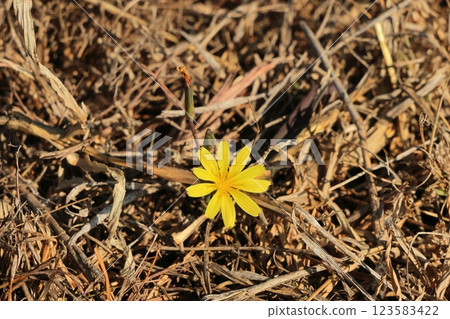 寮國石缸平原 1 號遺址 123583422