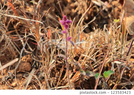 寮國石缸平原 1 號遺址 寮國石缸平原 1 號遺址 123583423