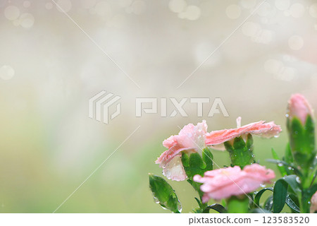Abstract floral background with blurred background with bokeh.Delicate carnation flowers with dew drops after rain in the spring garden.The concept of the arrival of spring,floral card,template for 123583520