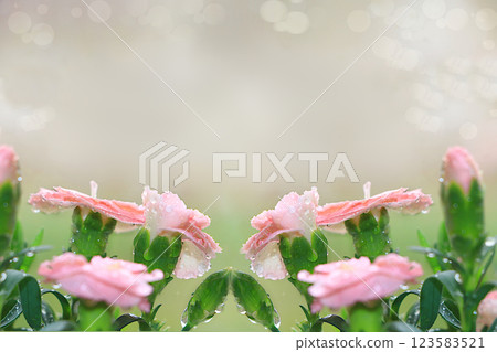 Abstract floral background with blurred background with bokeh.Delicate carnation flowers with dew drops after rain in the spring garden.The concept of the arrival of spring,floral card,template for 123583521