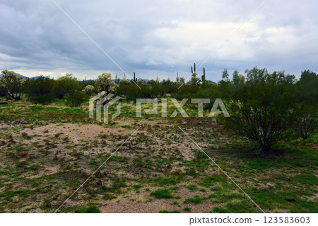 Landscape Sonora Desert Arizona Landscape Sonora Desert Arizona 123583603