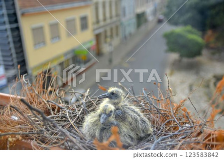 Two little squabs in the nest. Two days old baby pigeons. Pigeon bird nest on the window ledge. View through the window of the room. The concept of pigeon life in the city Two little squabs in the nest. Two days old baby pigeons. Pigeon bird nest on the window ledge. View through the window of the room. The concept of pigeon life in the city 123583842