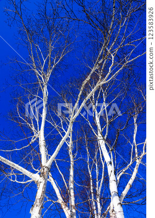 A contrasting landscape of deep blue sky and winter-dead birch trees 123583926