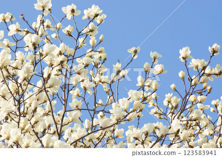 Lotus Shiraki shines in the blue sky 123583941