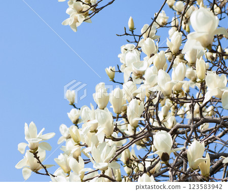 Hakumokuren shining in the blue sky 123583942