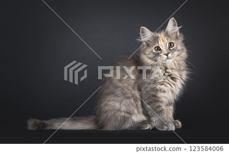 Maine Coon cat kitten on black background 123584006