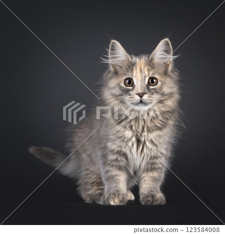 Maine Coon cat kitten on black background 123584008