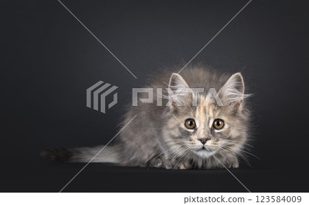 Maine Coon cat kitten on black background Maine Coon cat kitten on black background 123584009