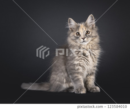 Maine Coon cat kitten on black background Maine Coon cat kitten on black background 123584010