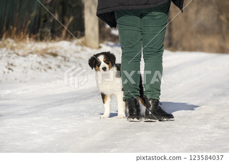 Tricolor Australian Shepherd puppy is scared and hides behind a person. winter photo Tricolor Australian Shepherd puppy is scared and hides behind a person. winter photo 123584037