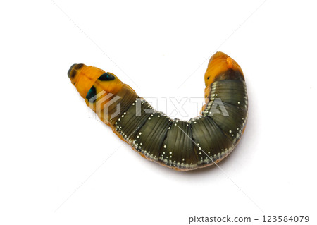 Top view of Caterpillar Oleander Hawk-moth or Daphnis nerii on white background Top view of Caterpillar Oleander Hawk-moth or Daphnis nerii on white background 123584079