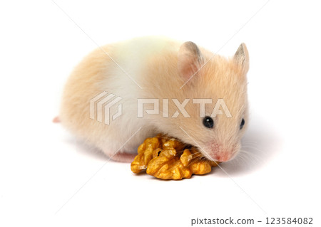 Cute hamster eating nuts close up on white background Cute hamster eating nuts close up on white background 123584082