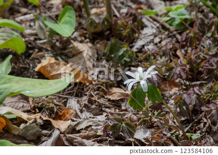春天田野上盛開的“東一毛” 123584106