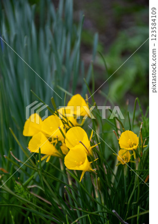 Pretty yellow daffodils blooming in a spring garden 123584109