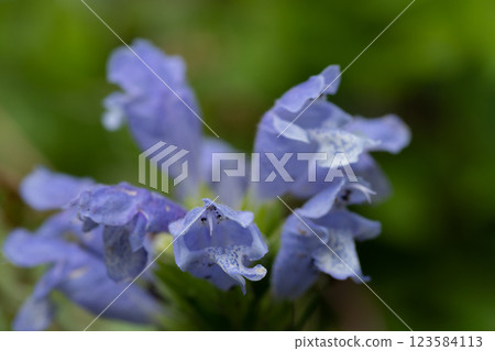 Musharindou with purple flowers 123584113