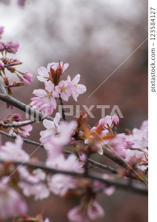 關閉櫻花 123584127