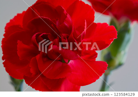 Red carnation on white background 123584129