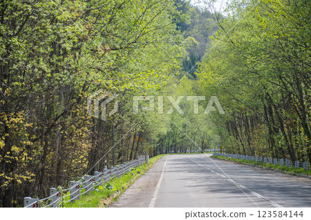 穿過新鮮的綠色森林的路 穿過新鮮的綠色森林的路 123584144