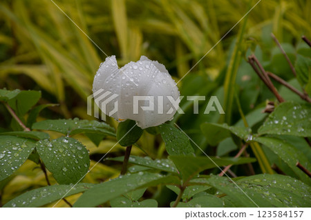 White peony after the rain White peony after the rain 123584157
