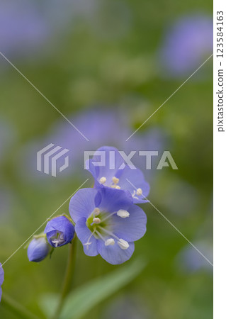 Pretty purple flower, Jacob's ladder 123584163