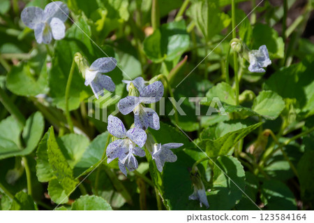 Fukikakesumire in the spring garden 123584164