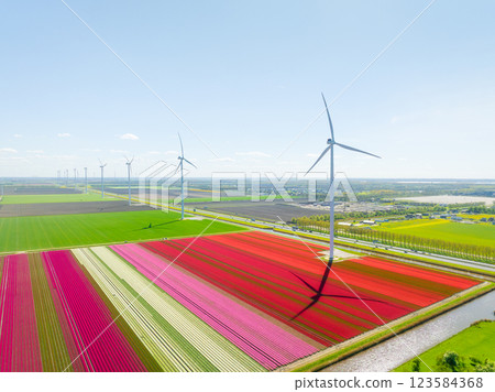 Aerial view of the tulips field with wind turbines. Landscape from a drone. Aerial view of the tulips field with wind turbines. Landscape from a drone. 123584368