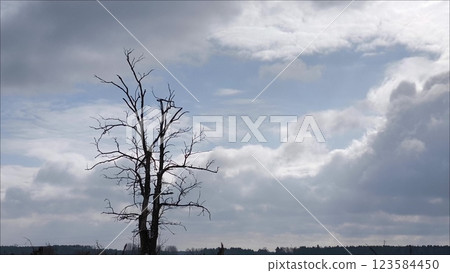 Beautiful natural landscape - Clouds over a lonely tree. Drought. Beautiful natural landscape - Clouds over a lonely tree. Drought. 123584450
