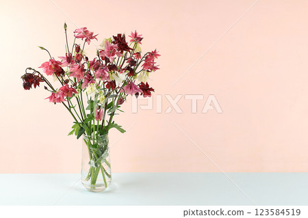 Bouquet with aquilegia in a vase, flower arrangement, Minimal abstract background for cosmetic products presentation, holiday concept. Mother's day card, happy birthday, wedding, place for text, 123584519