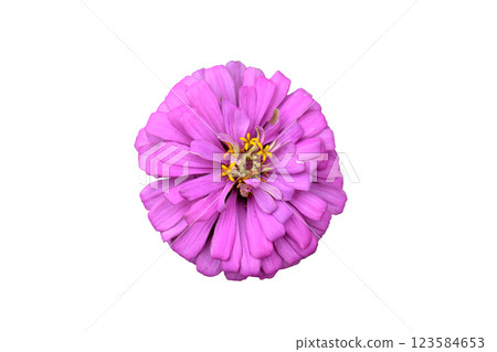 Pink zinnia elegans dahlia flower Pink zinnia elegans dahlia flower 123584653