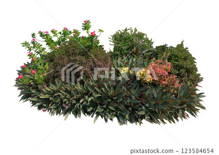 Nature garden shrubs Nature garden shrubs 123584654