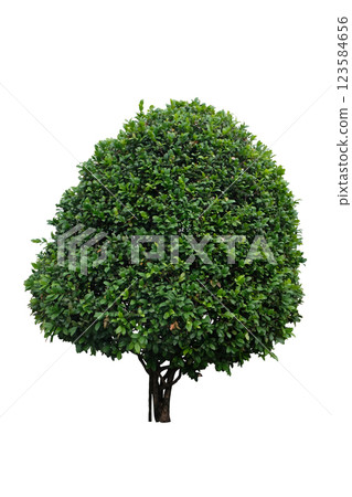 Ochna serrulata or Mickey mouse plant is a  shrubs 123584656