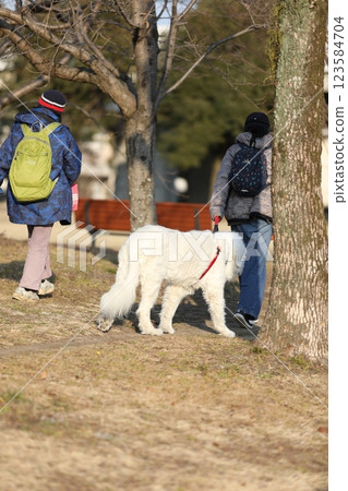 A woman walking a dog 123584704